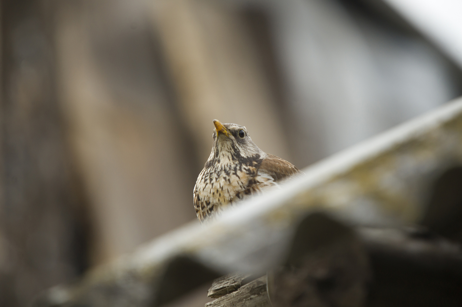 Fieldfare thrush and other birds of the Usaevo village. - My, Photo hunting, wildlife, Bird watching, Longpost