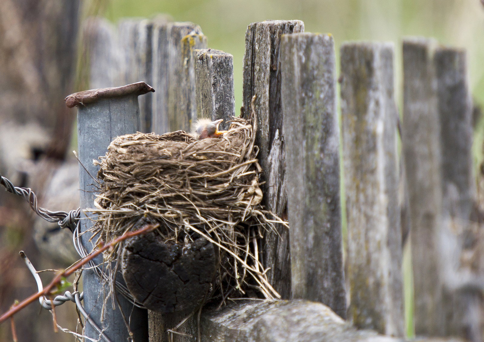 Fieldfare thrush and other birds of the Usaevo village. - My, Photo hunting, wildlife, Bird watching, Longpost