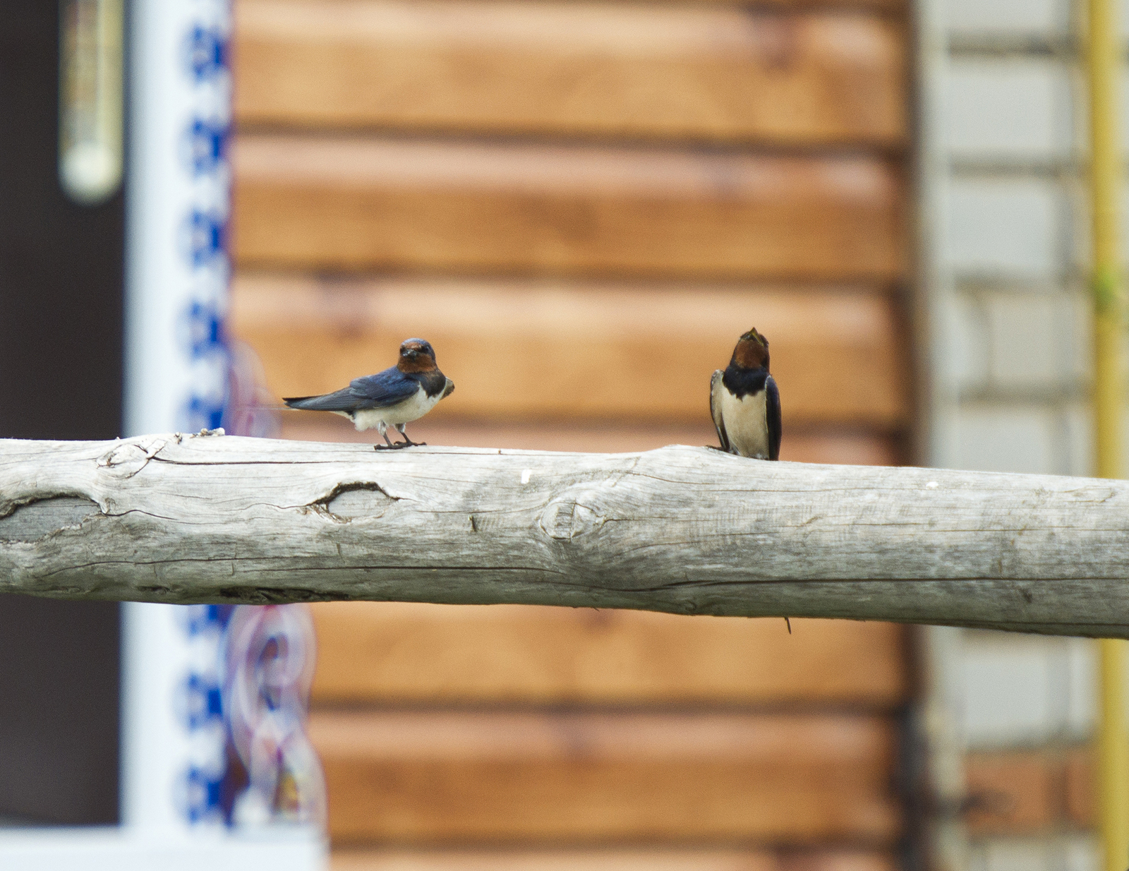 Fieldfare thrush and other birds of the Usaevo village. - My, Photo hunting, wildlife, Bird watching, Longpost