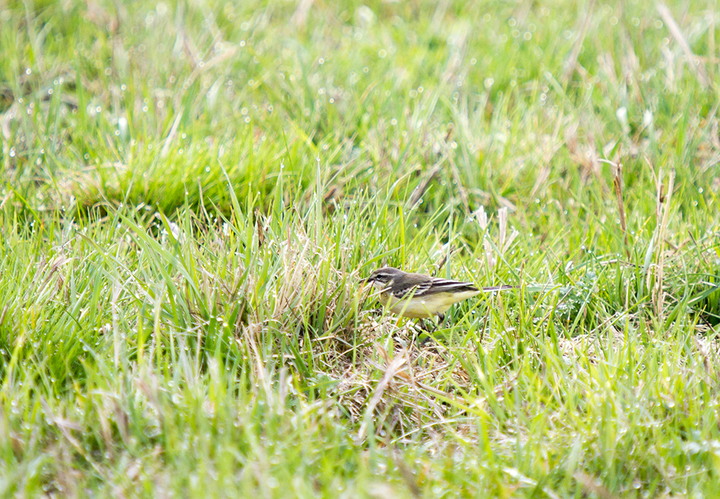 Fieldfare thrush and other birds of the Usaevo village. - My, Photo hunting, wildlife, Bird watching, Longpost