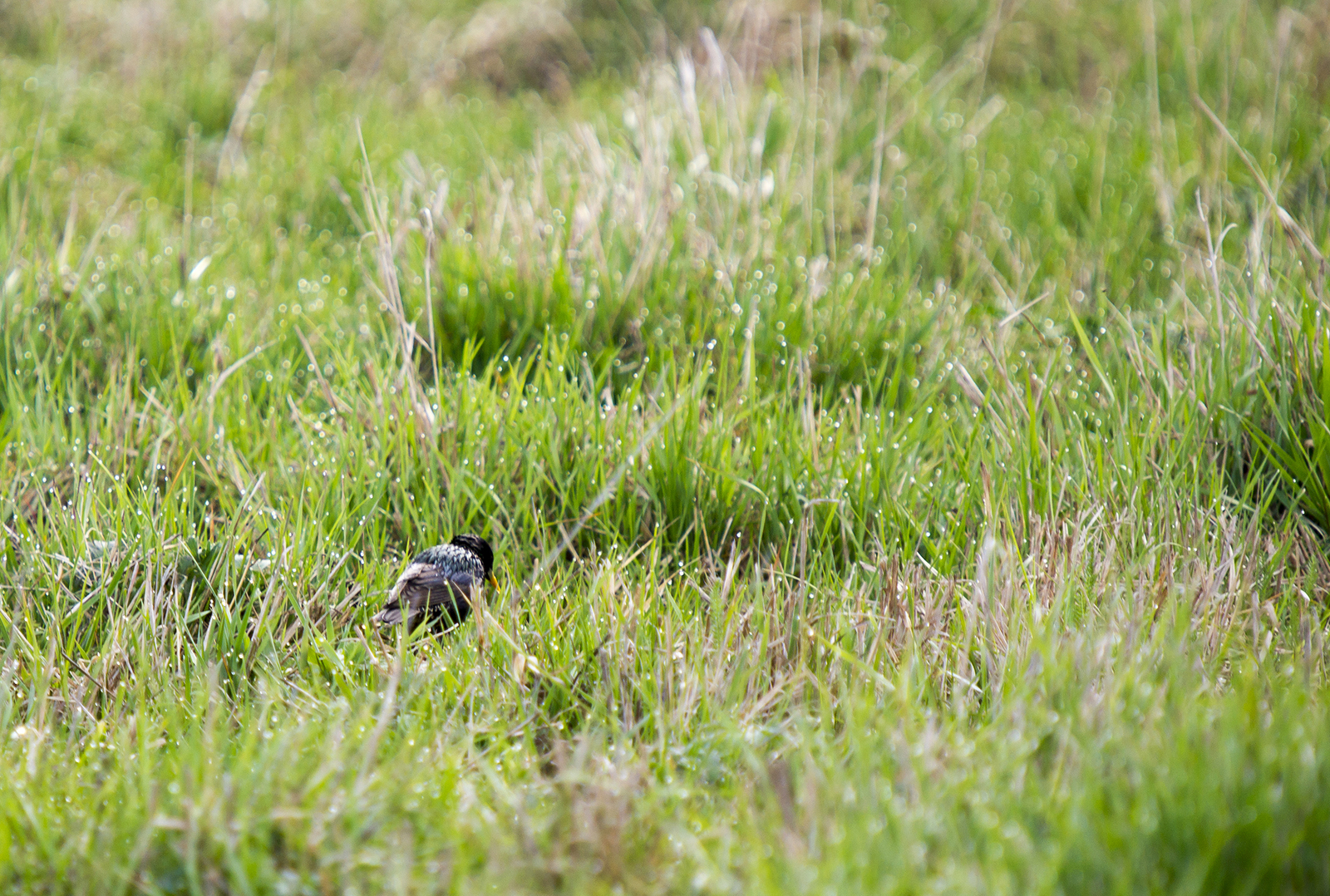 Fieldfare thrush and other birds of the Usaevo village. - My, Photo hunting, wildlife, Bird watching, Longpost