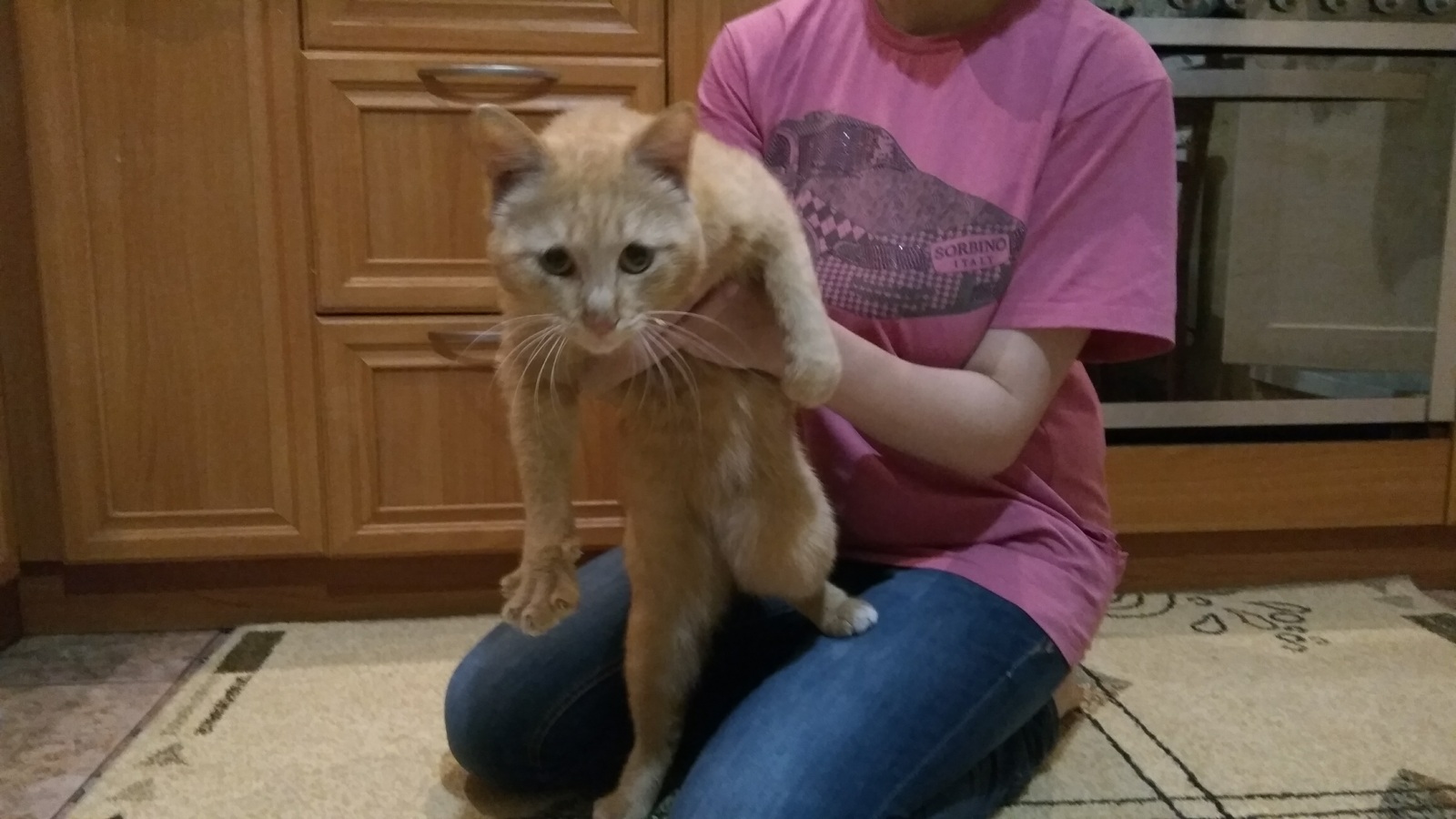 Found a cat - My, cat, Lost, Omsk, In good hands, Help