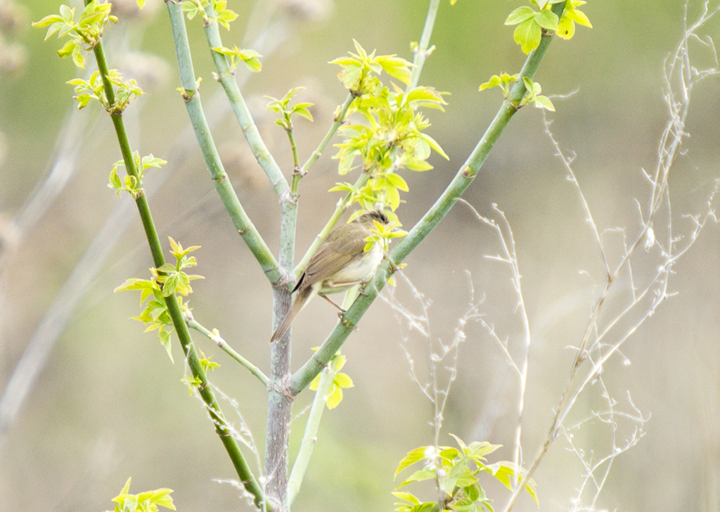 Fieldfare thrush and other birds of the Usaevo village. - My, Photo hunting, wildlife, Bird watching, Longpost