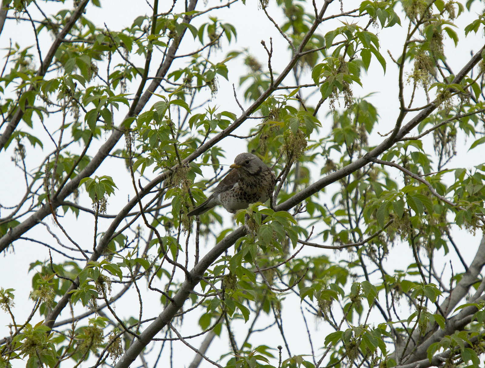 Fieldfare thrush and other birds of the Usaevo village. - My, Photo hunting, wildlife, Bird watching, Longpost