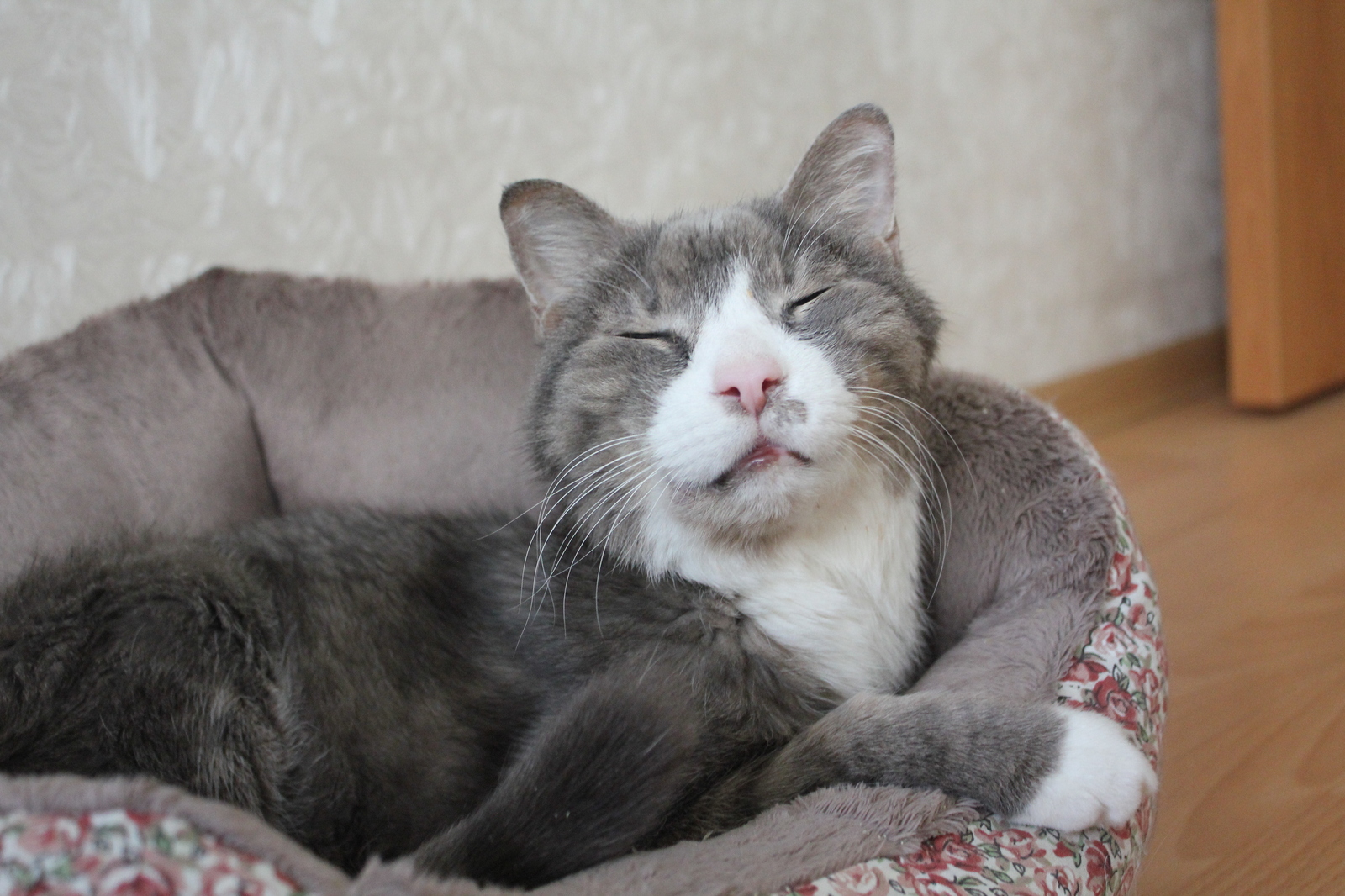 Kuzma, 18 years old - My, My, cat, Portrait, beauty, Longpost