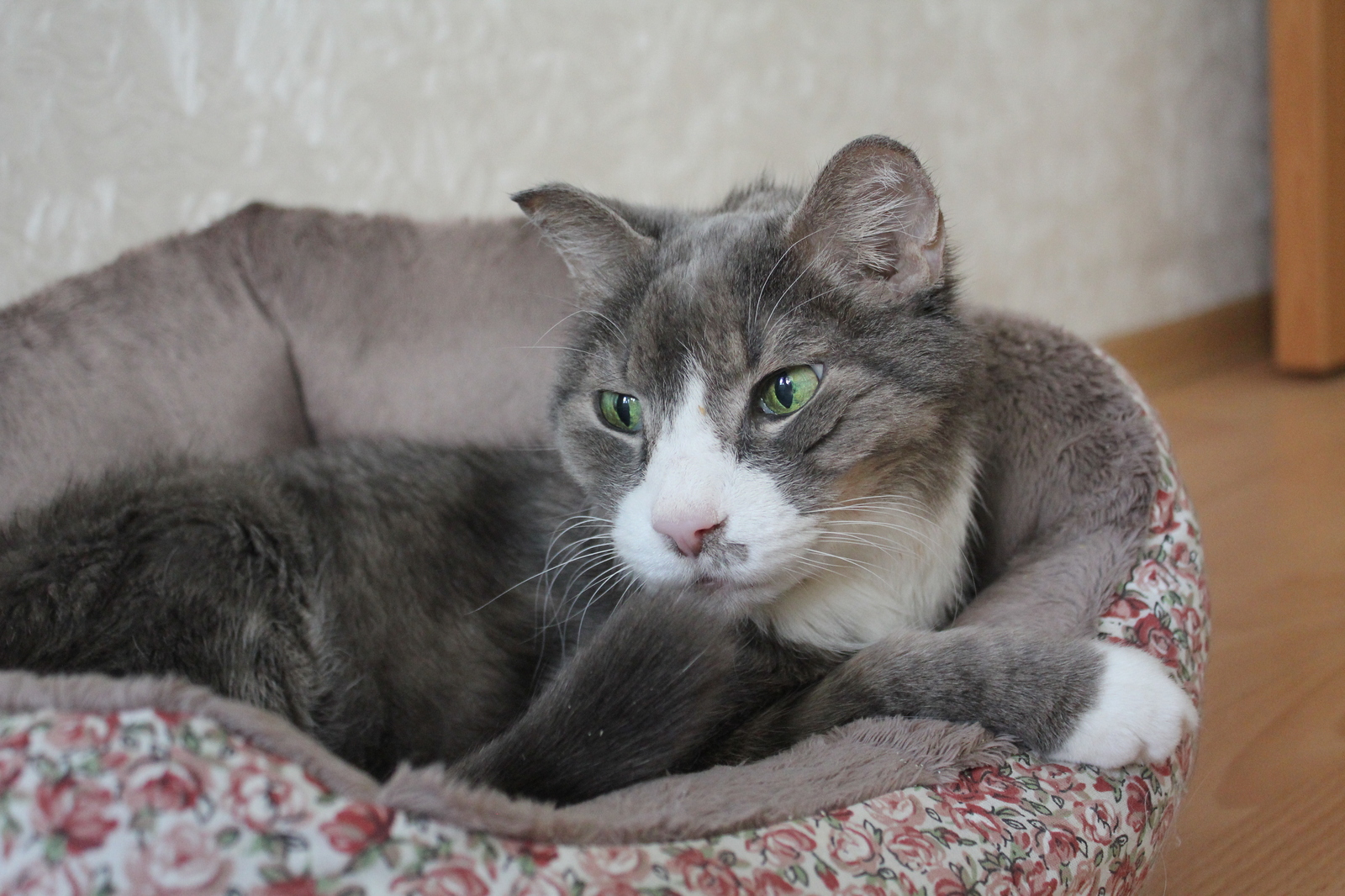 Kuzma, 18 years old - My, My, cat, Portrait, beauty, Longpost
