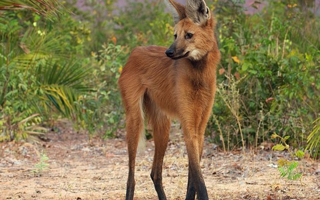 The wolf's feet are fed - Wolf, The photo