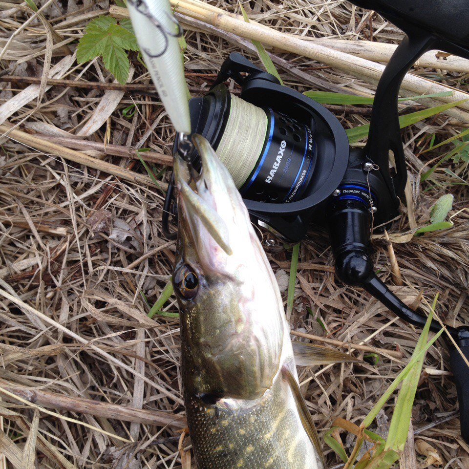 Terribly beautiful! - My, Rotan, Fishing, Pike, Walker, Microjig