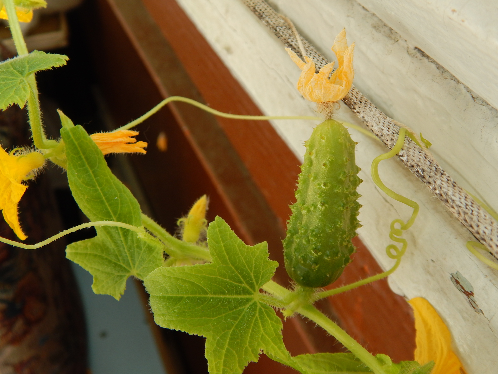 We grow at home - My, Cucumbers, Balcony, Greenery, Pimples