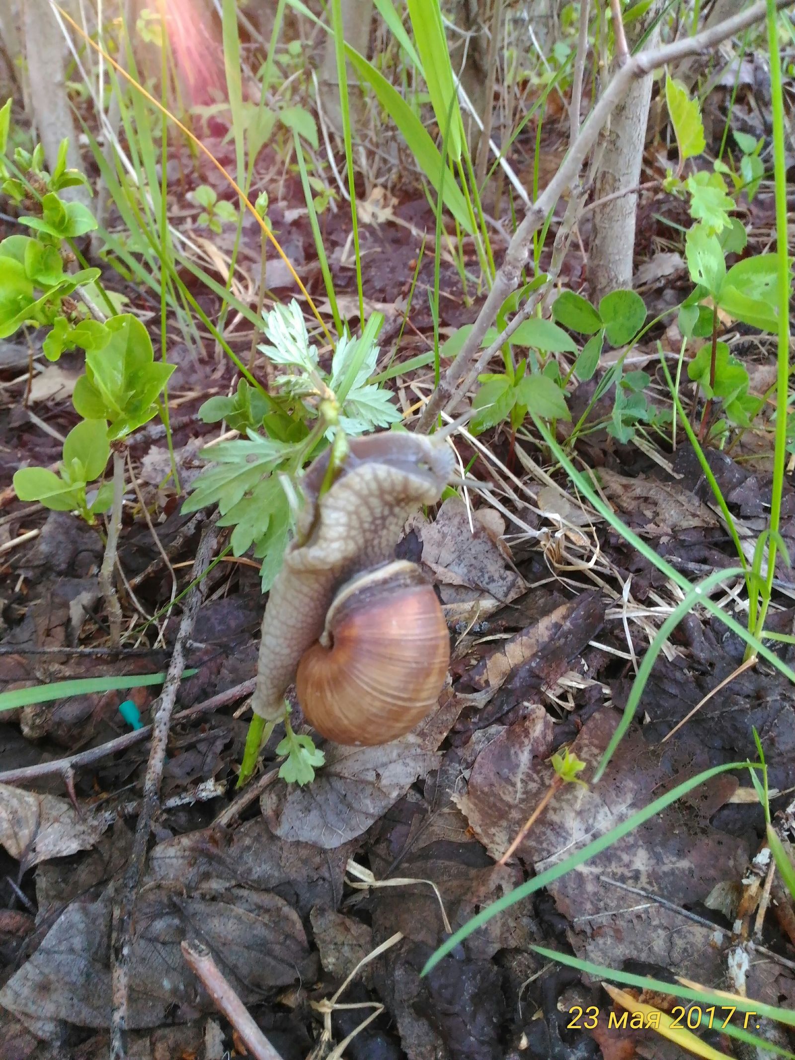 These are the animals that have bred near our house. - My, Achatina, Photo on sneaker, Tver region, Spring, , The photo, Longpost