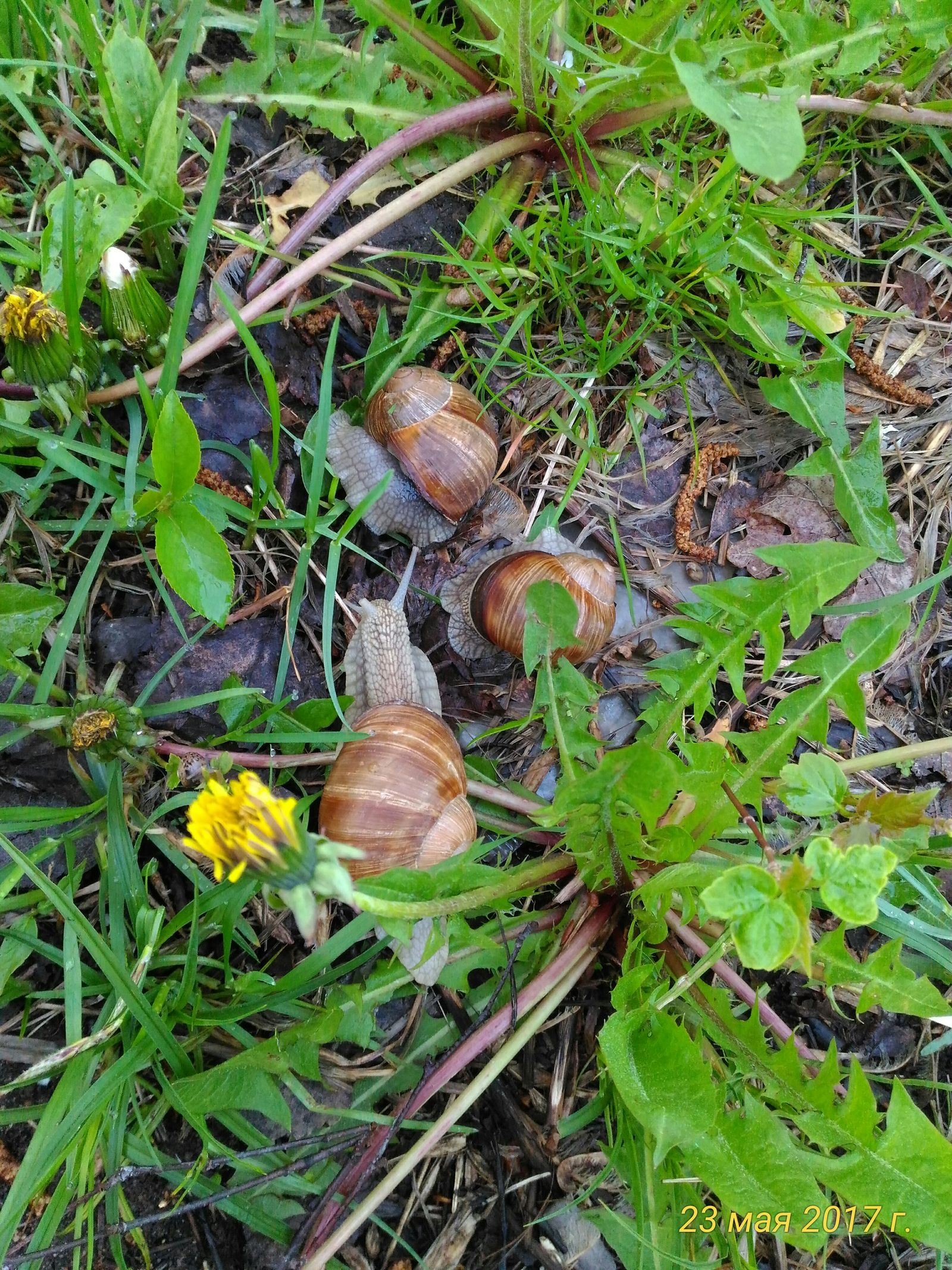 These are the animals that have bred near our house. - My, Achatina, Photo on sneaker, Tver region, Spring, , The photo, Longpost