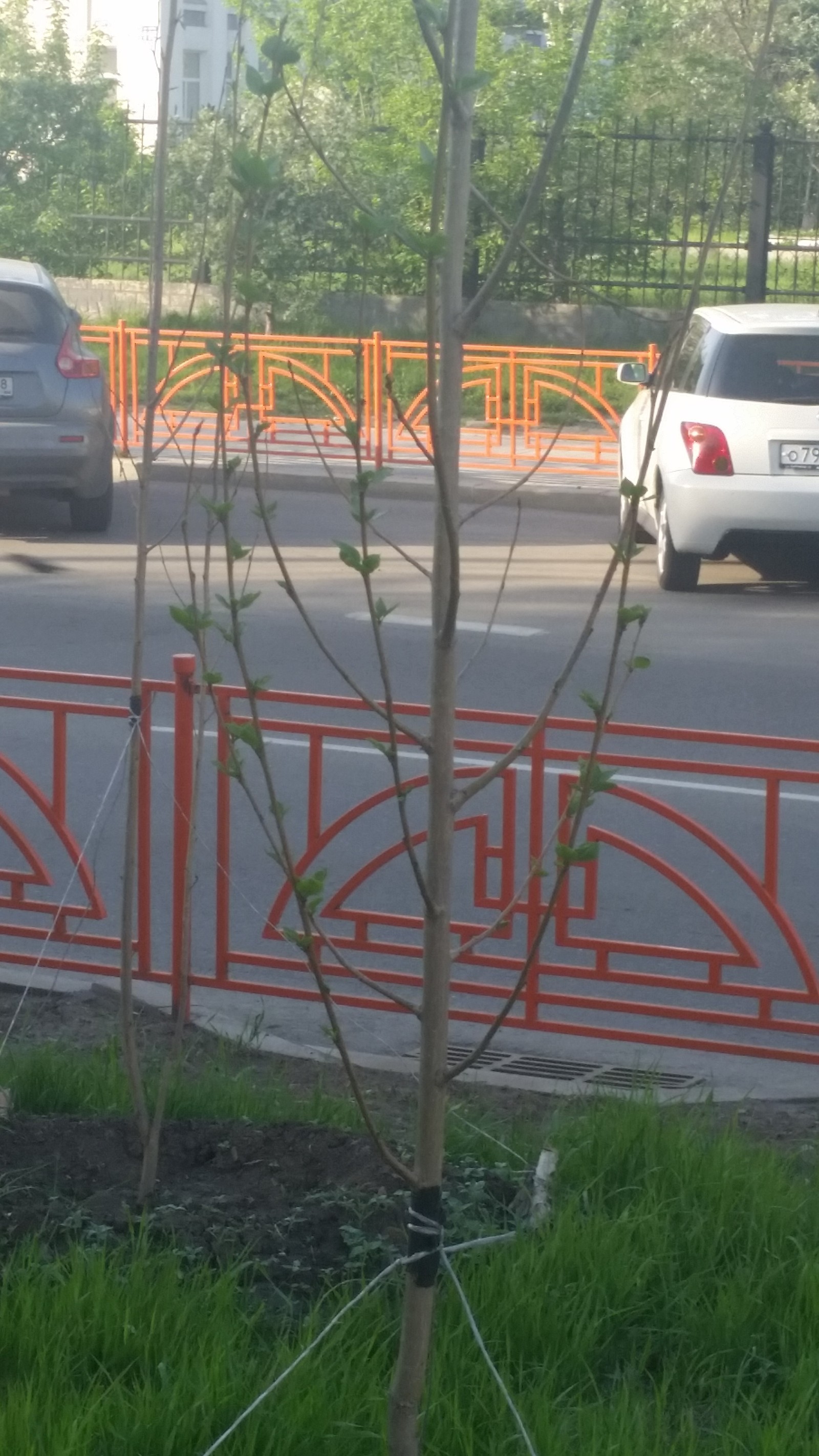 In continuation of Let's plant trees at -10 and fill them with water? - Irkutsk, Tree, Oddities, Beautification, Longpost