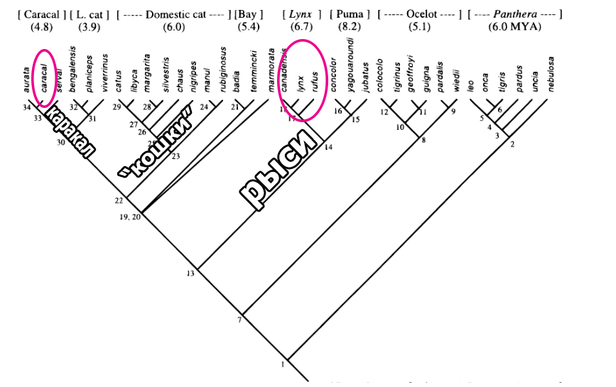 Why does the steppe lynx interbreed with cats, but ignore other types of lynxes? - My, Lynx, Caracal, Phylogeny, Systematics, Video, Longpost