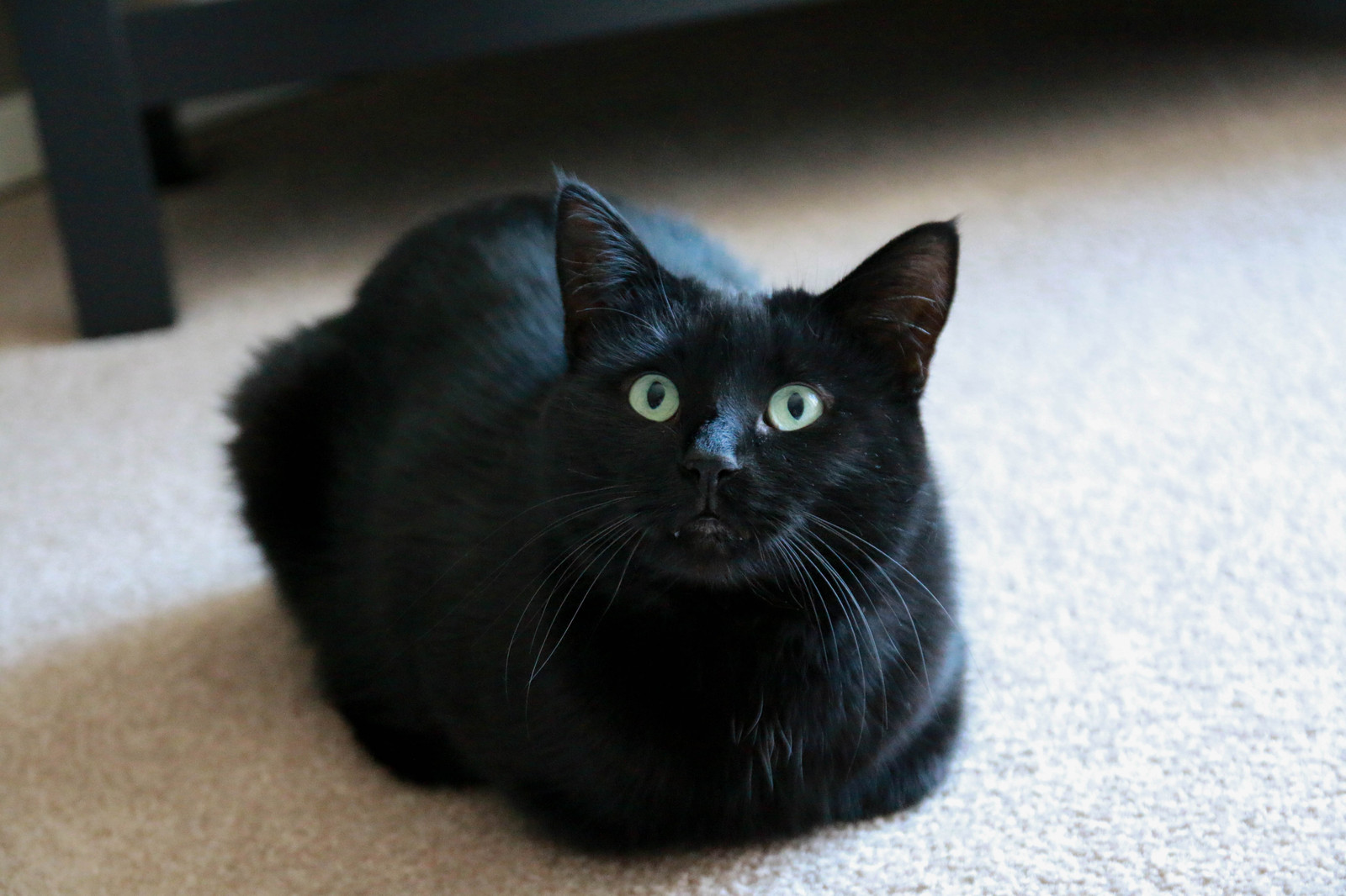 Cat-Loaves - cat, Loaf, Longpost