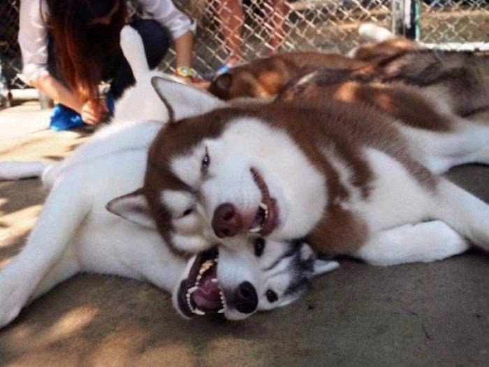 In Bangkok, there is a cafe where you can not only eat, but also play with husky. 25 dogs are always welcome guests. - Dog, Husky, Thailand, Cafe, Longpost