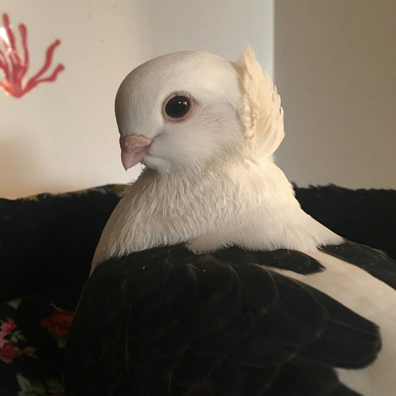 Bird-like beauty - Pigeon, The photo, beauty