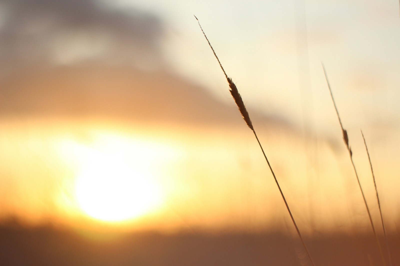 to the battle of sunsets - My, Battle of sunsets, Sunset, Canon 600D, Helios44-2, Helios44-2