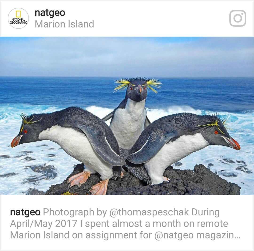 Even now on the cover. - The national geographic, Instagram, The photo, Photoshop, Images, Penguins