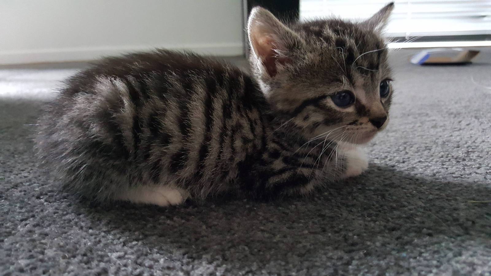 Loaf Kittens - cat, Loaf, Longpost