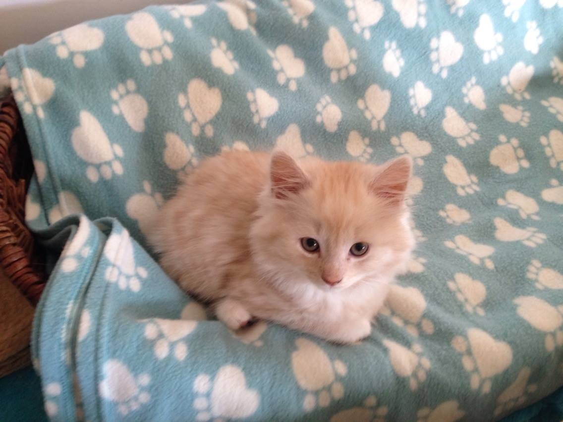 Loaf Kittens - cat, Loaf, Longpost