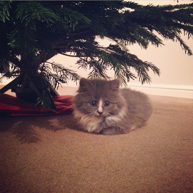 Loaf Kittens - cat, Loaf, Longpost