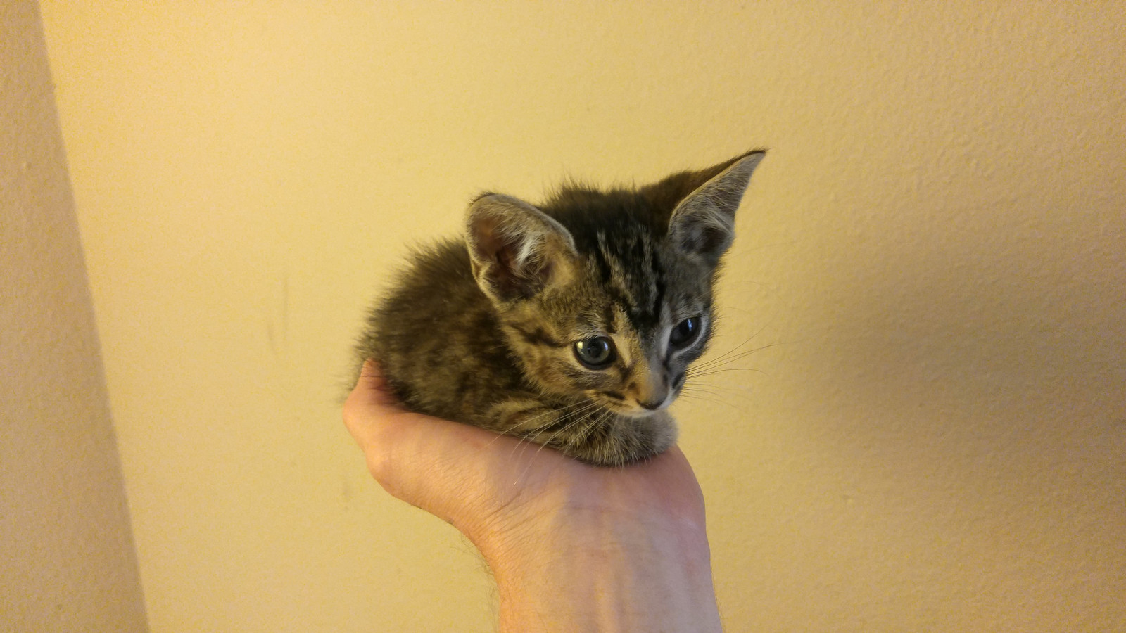 Loaf Kittens - cat, Loaf, Longpost