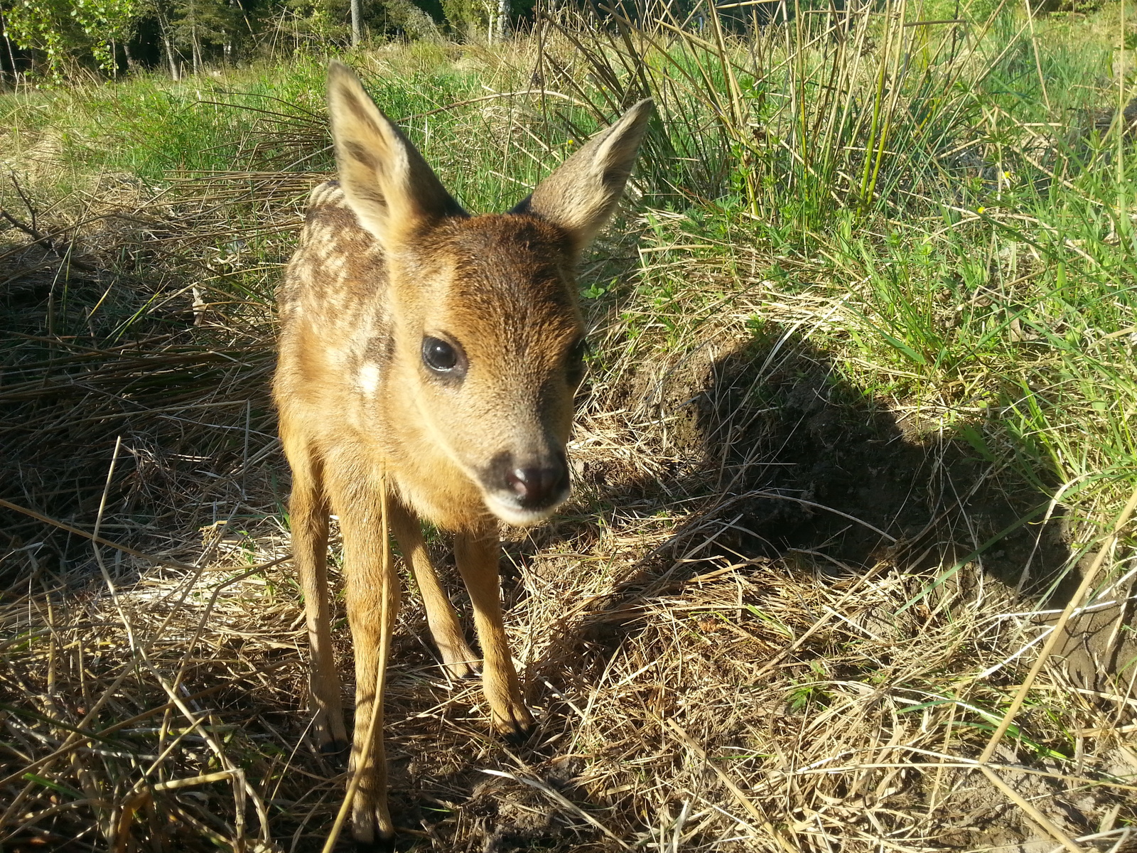 Bembi - Find, Forest, Bambi, Animals, Longpost