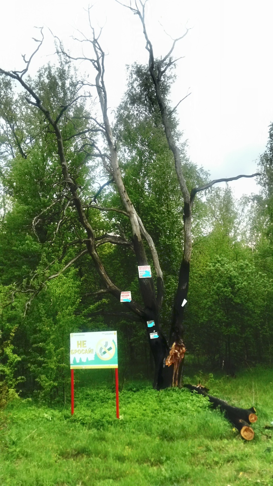 An illustrative example. - My, The photo, Tree, Signs, Fire, Lightning