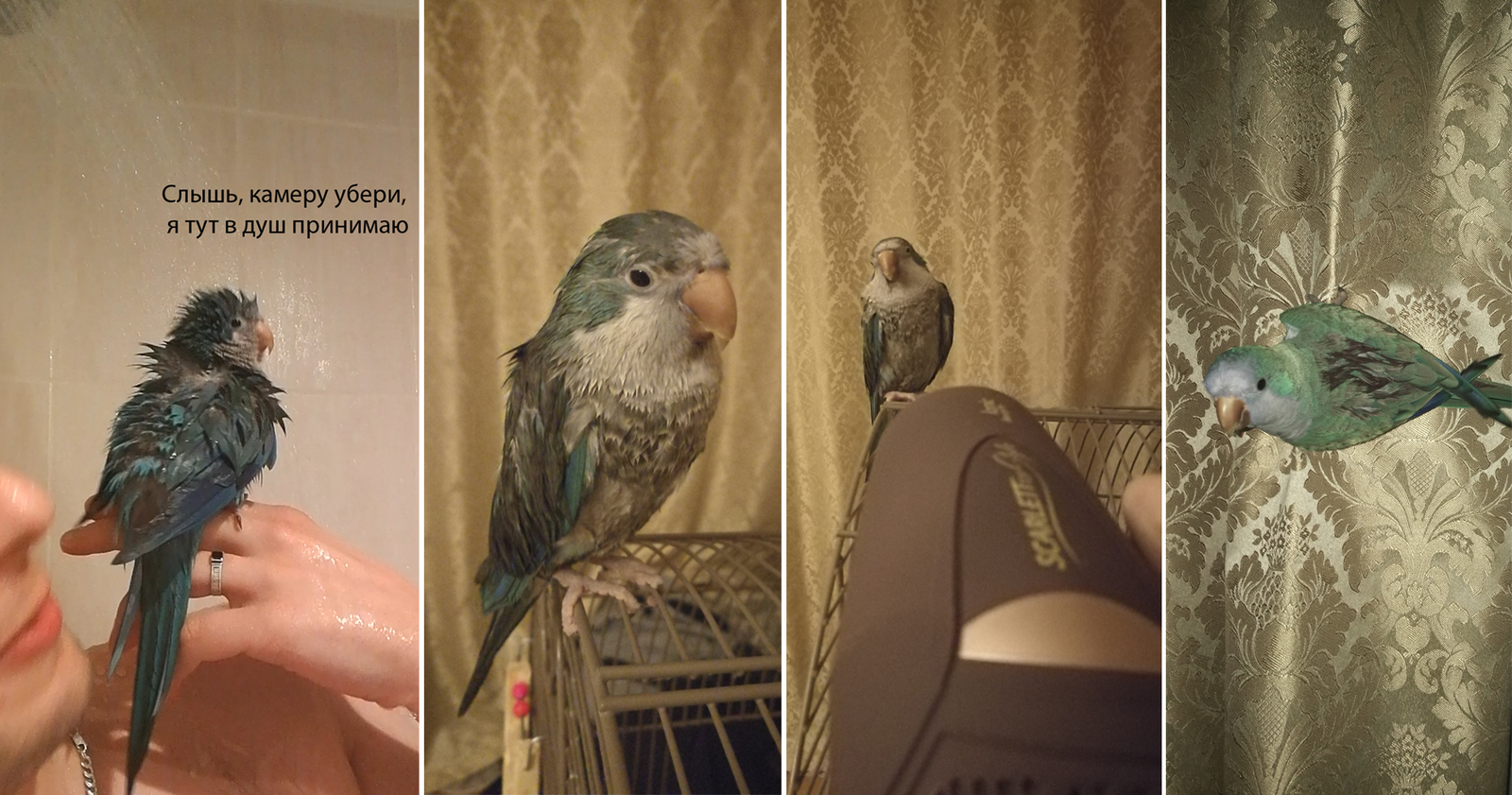 On a date with a parrot, a feathery driving (video), chicks, and strawberries with crab sticks - My, POLLY, , A parrot, Animals, Date, Friday, Behind the wheel, Video, Longpost