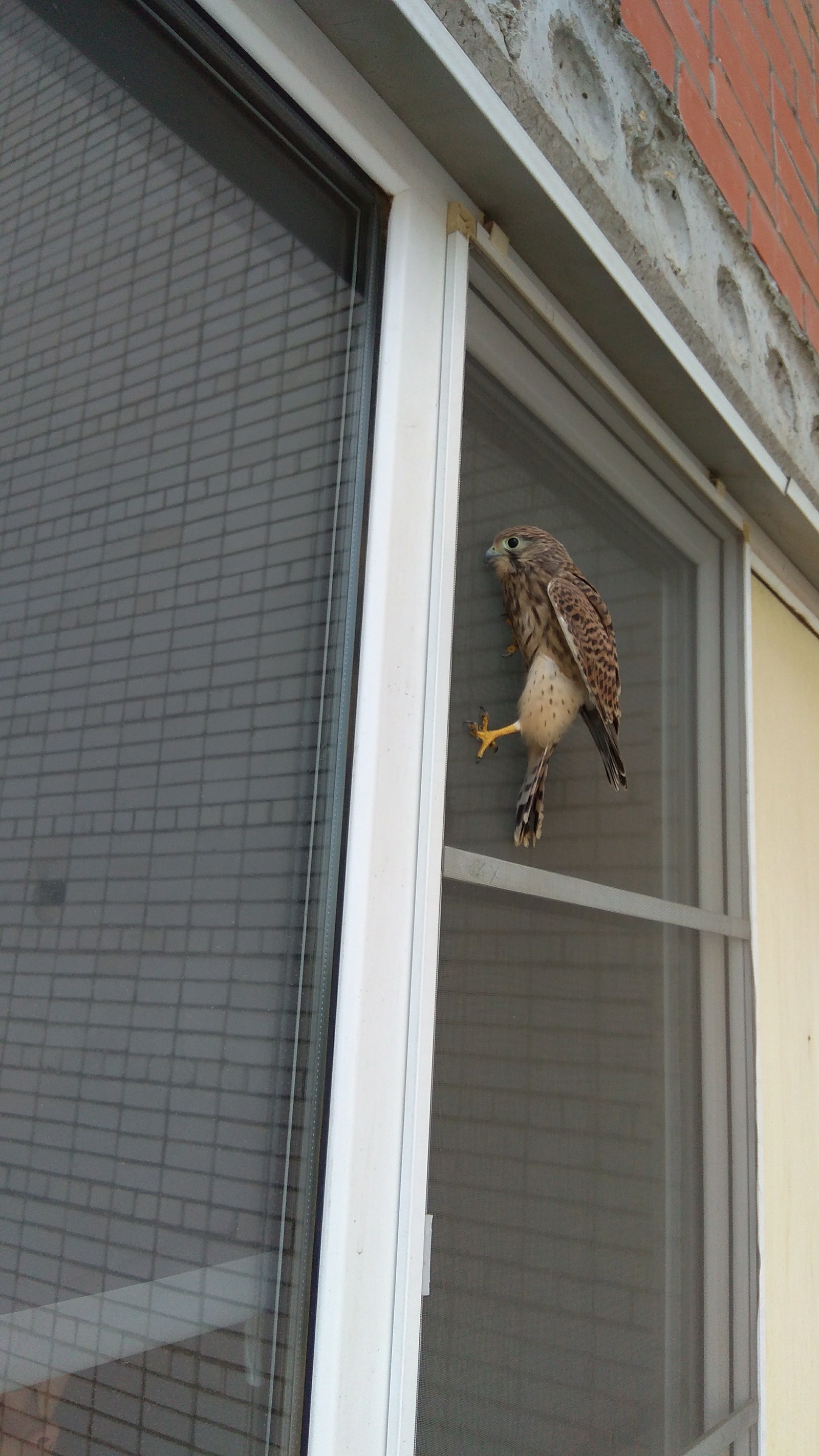 Unexpected guest. - My, Game, Falcon, Birds, Longpost, Krasnodar