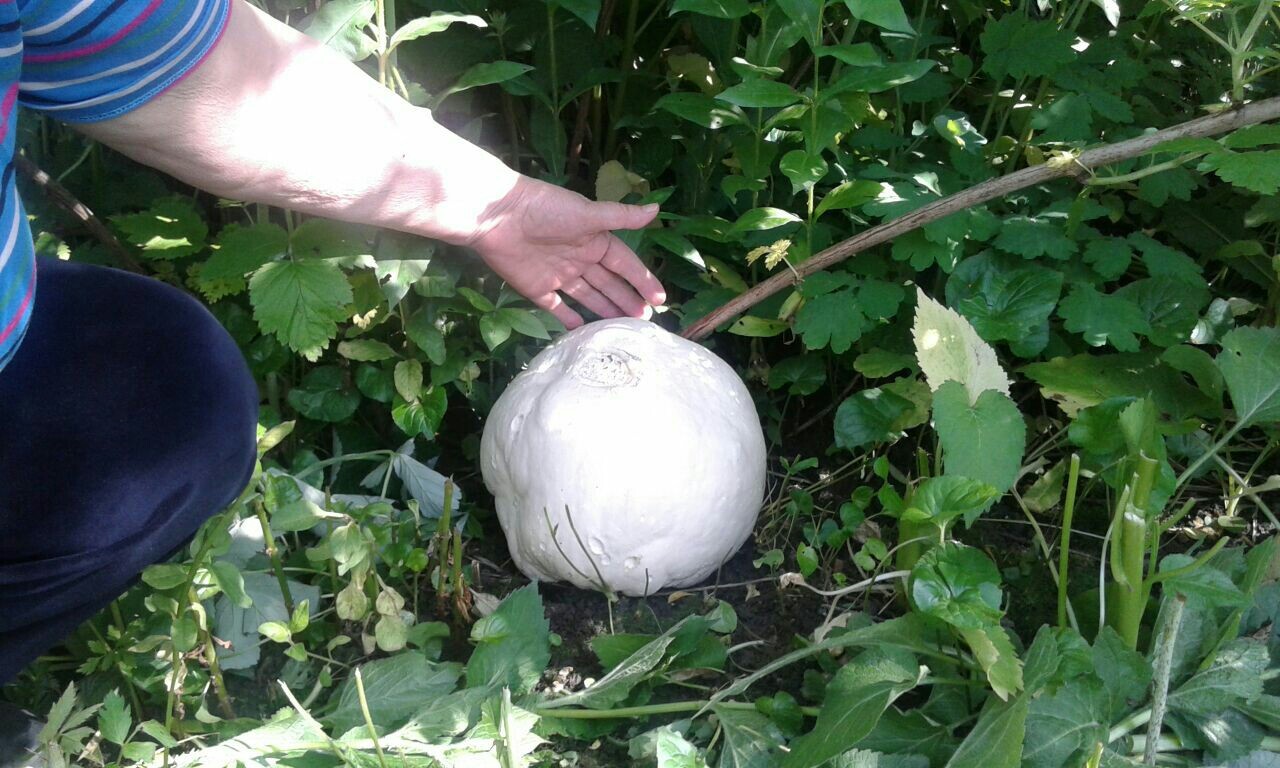 What is this mushroom? - My, Oddities, Mushrooms