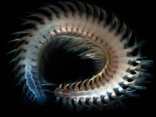 Sea worms. - Worm, Sea, The photo, Interesting, Zanamiclub, Longpost