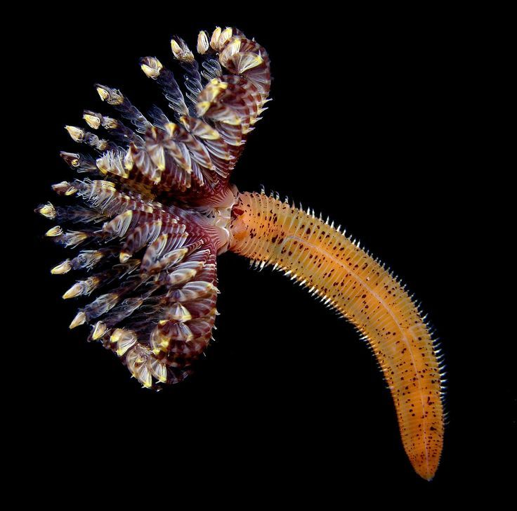 Sea worms. - Worm, Sea, The photo, Interesting, Zanamiclub, Longpost