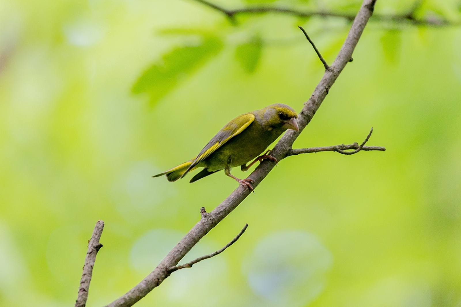 Зеленушка (Carduelis chloris) - Моё, Зеленушка, Птицы, Сокольники, Длиннопост