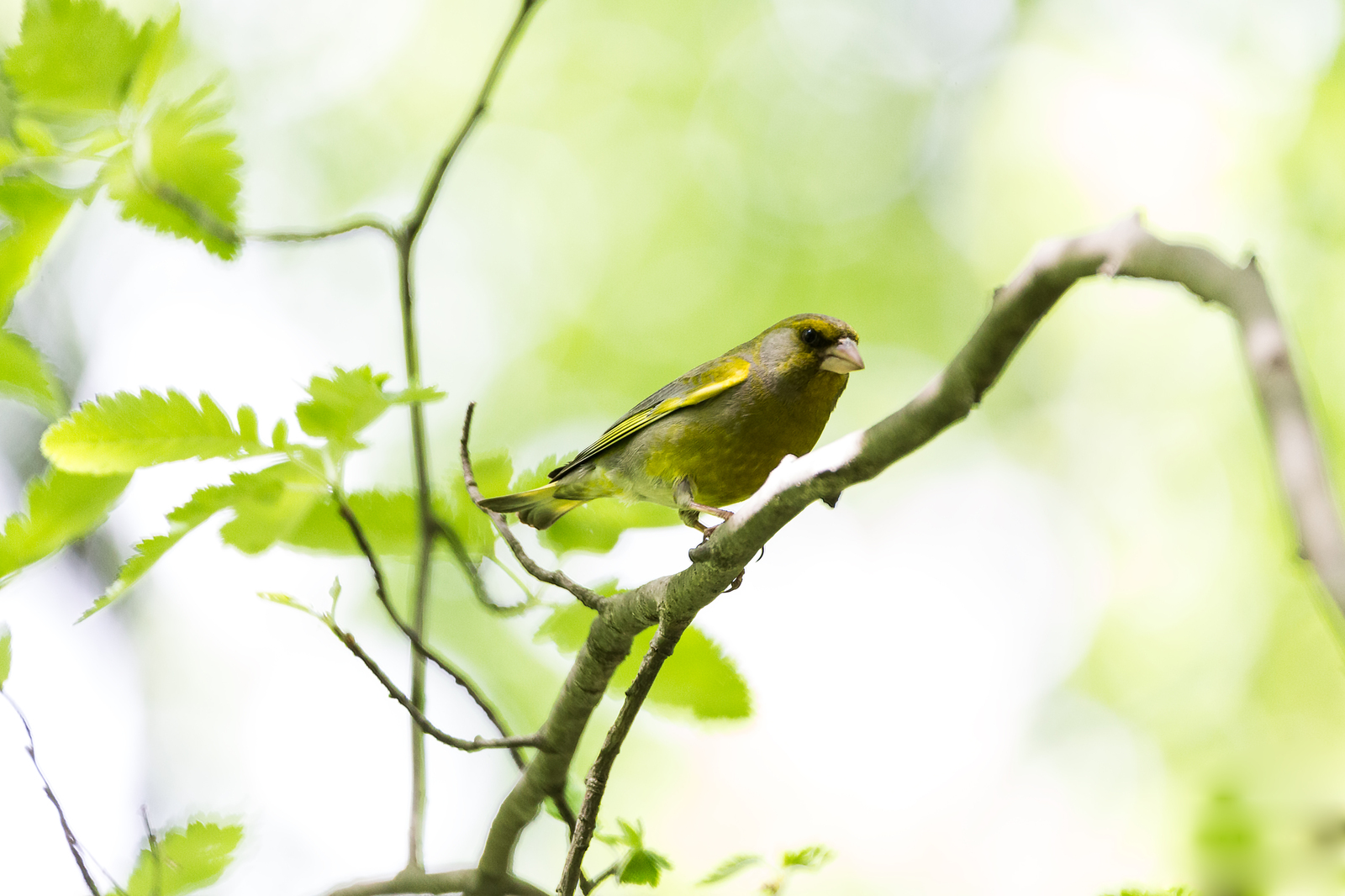 Зеленушка (Carduelis chloris) - Моё, Зеленушка, Птицы, Сокольники, Длиннопост