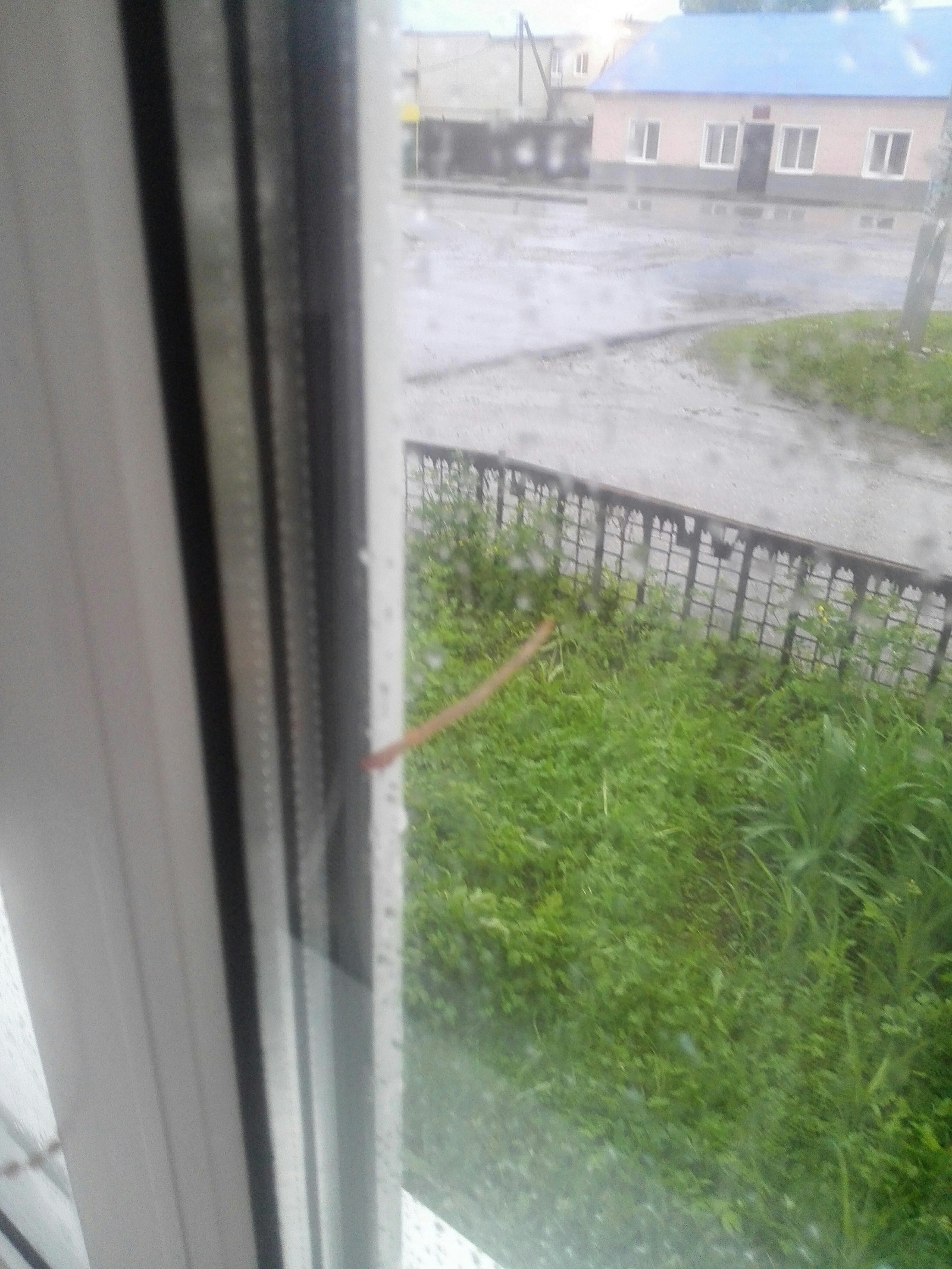 Worm outside the window - My, Worm, Outside the window, Rain, Hello reading tags, Beer, Longpost