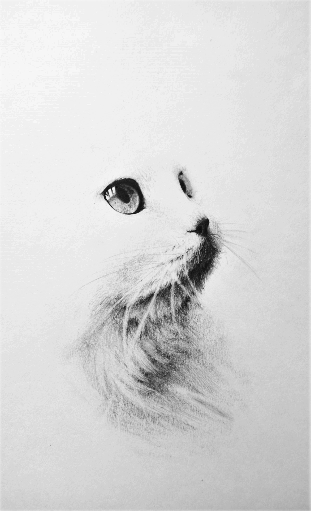 Kote - My, cat, Pencil drawing, Drawing, Wool