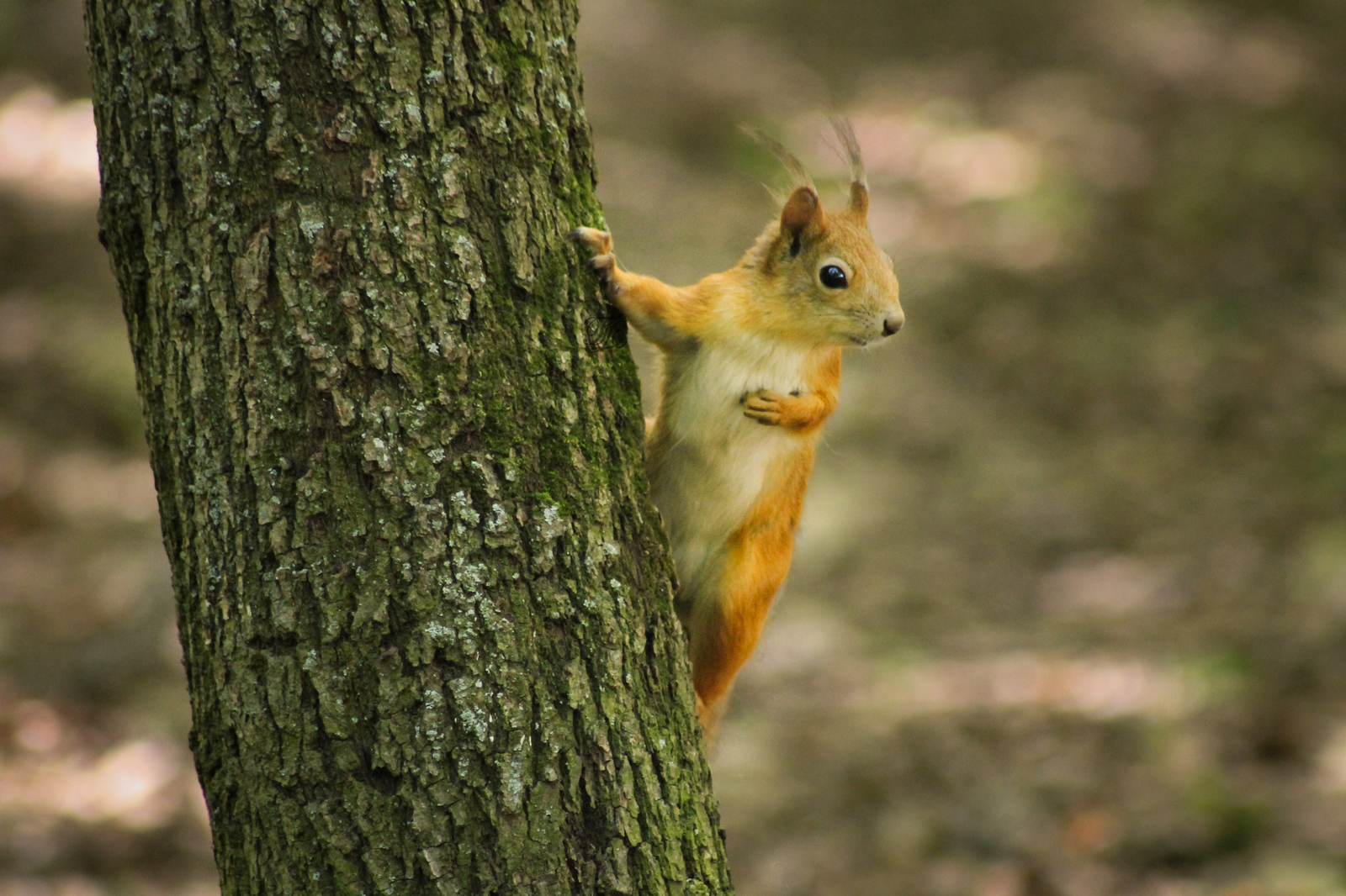 More squirrels for the protein god! - My, Squirrel, Photo hunting, Rodents, , The park, Fluffy, League of photographers, Nimble, Longpost