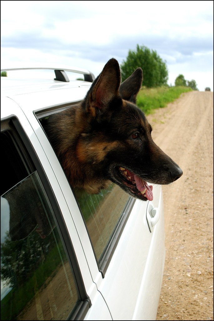 The post of sadness... It's the best! About him... - My, Sheepdog, German Shepherd, Family member, Sadness, Obituary, Longpost, Dog, Death