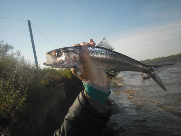 Astrakhan 2009 (fishing base) - My, Fishing, Spinning, Astrakhan, , The photo, Longpost