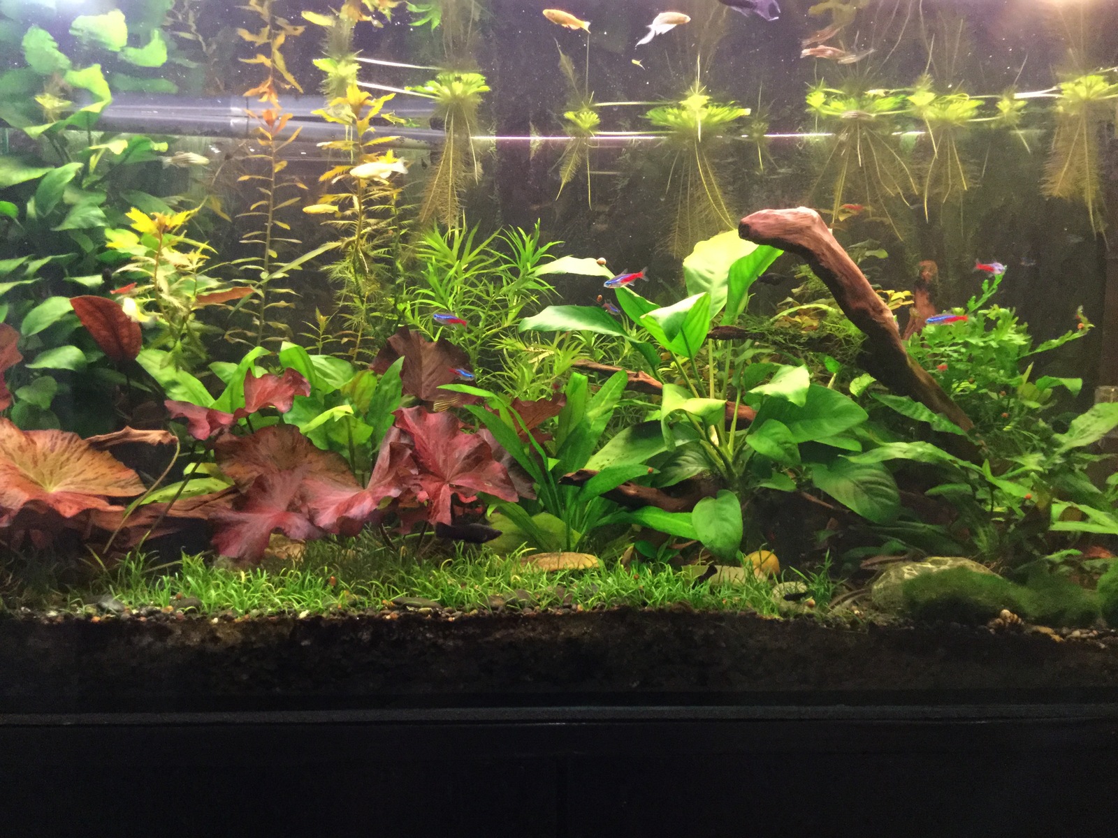 home aquarium - My, Aquarium, Pets, Longpost