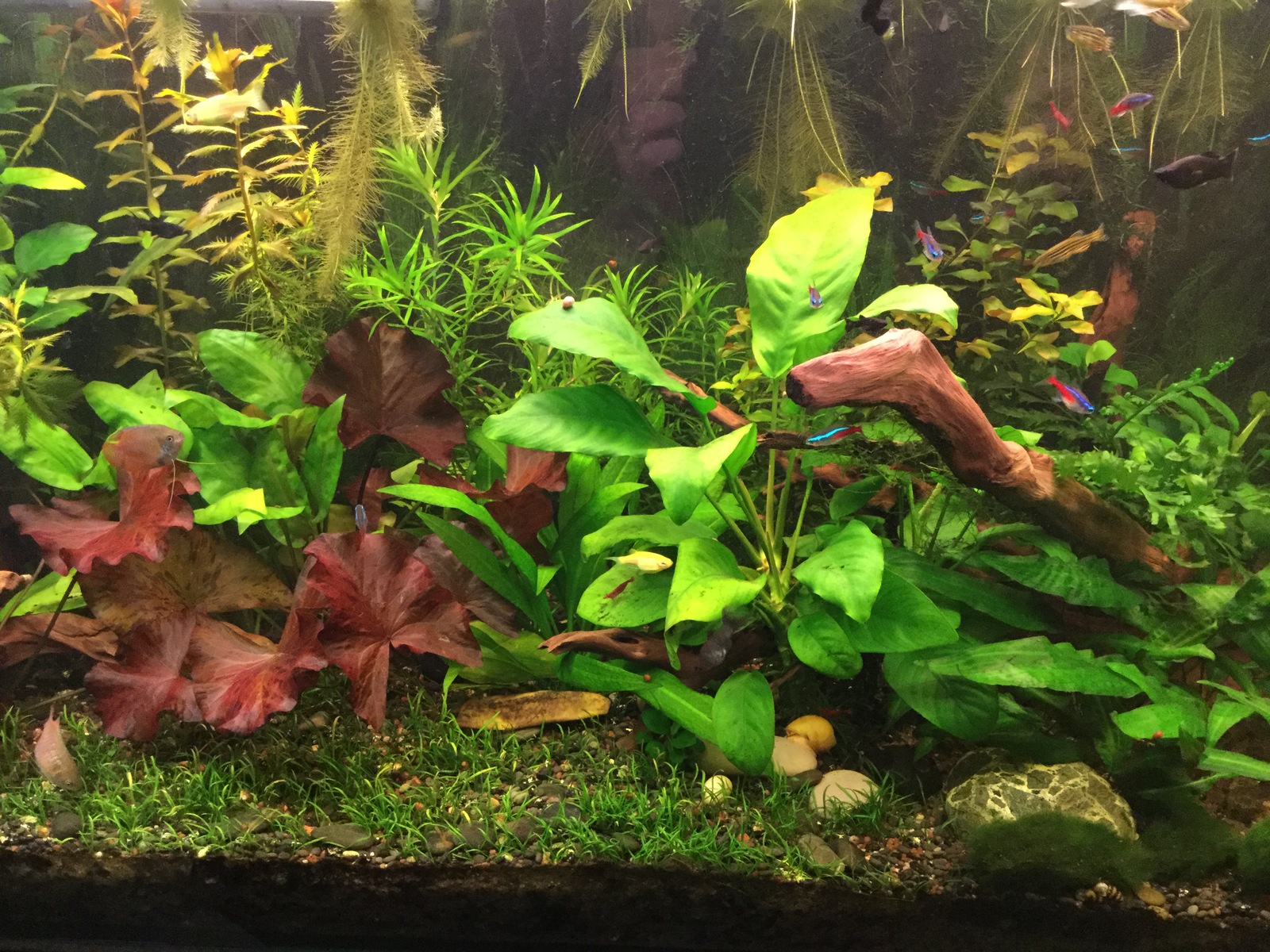 home aquarium - My, Aquarium, Pets, Longpost