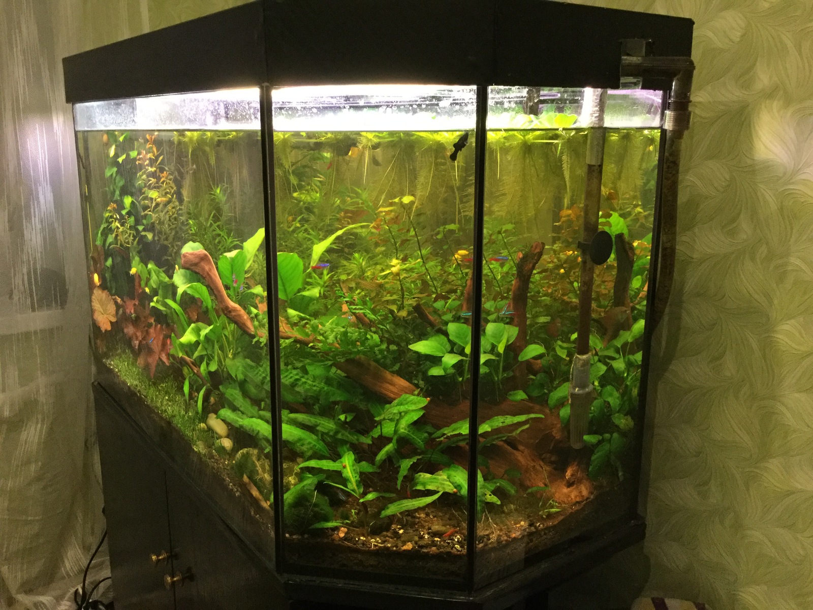 home aquarium - My, Aquarium, Pets, Longpost