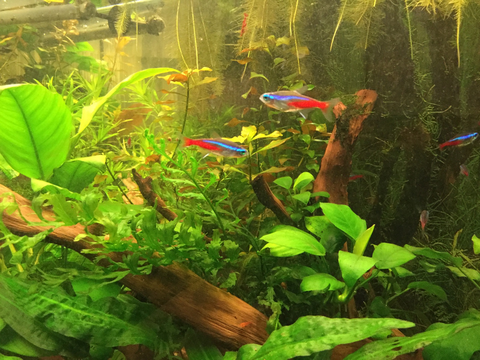 home aquarium - My, Aquarium, Pets, Longpost