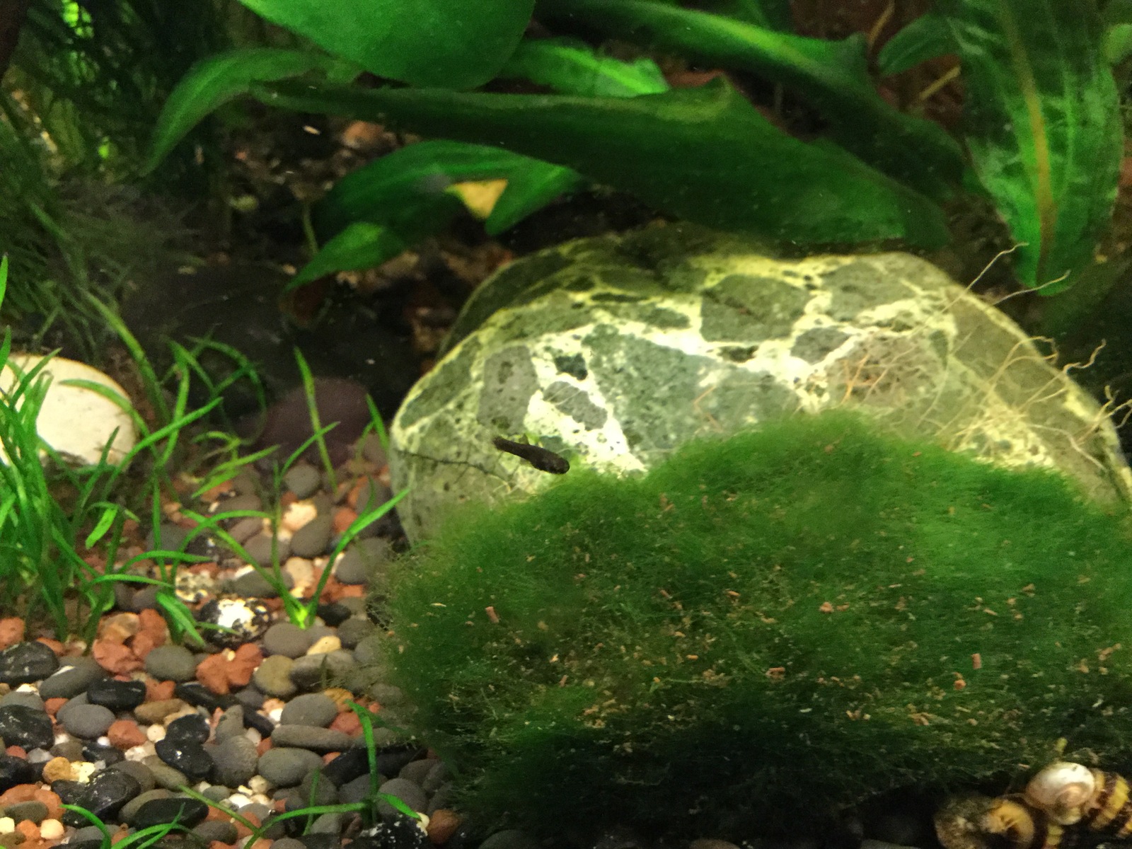 home aquarium - My, Aquarium, Pets, Longpost