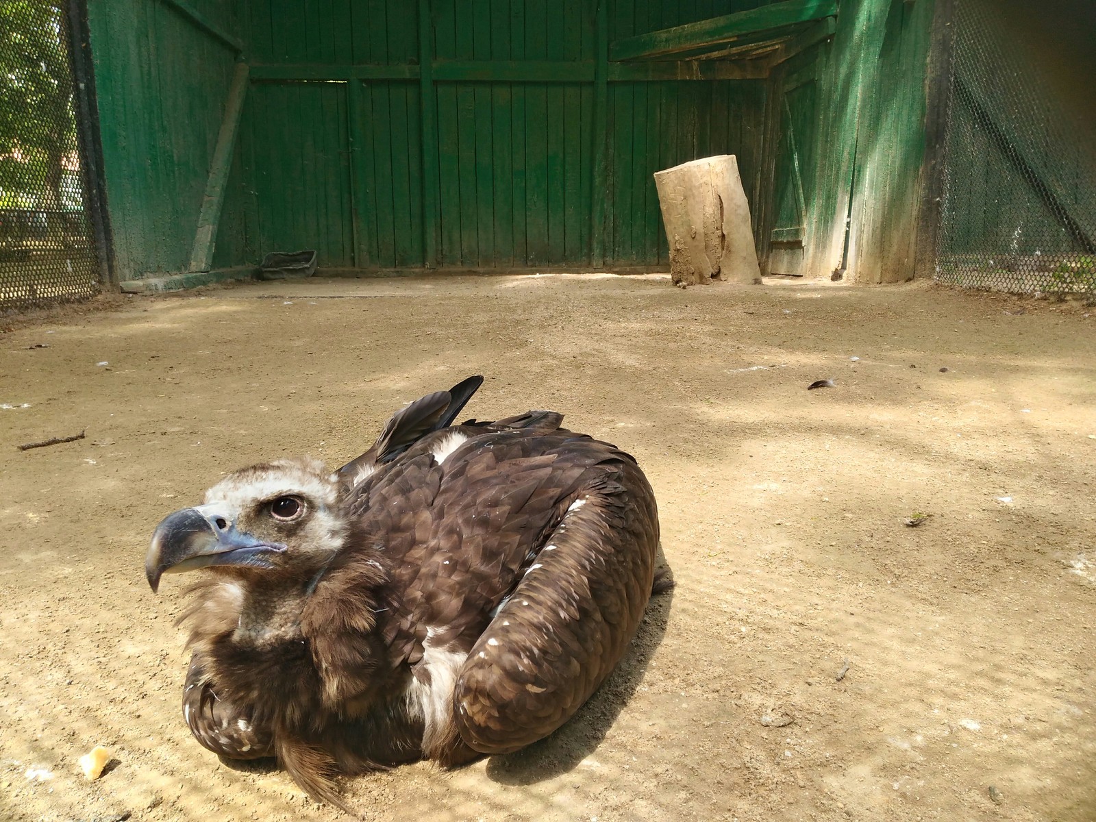 White-headed vulture - My, White-headed vulture, Askania-Nova