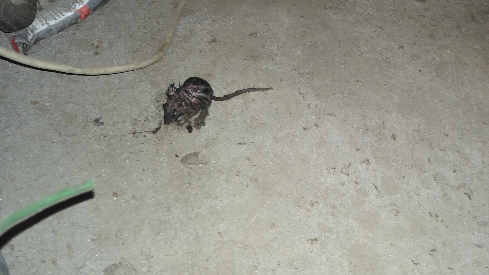 What is this creature? - My, Creatures, Rat, Who is this?, Nature