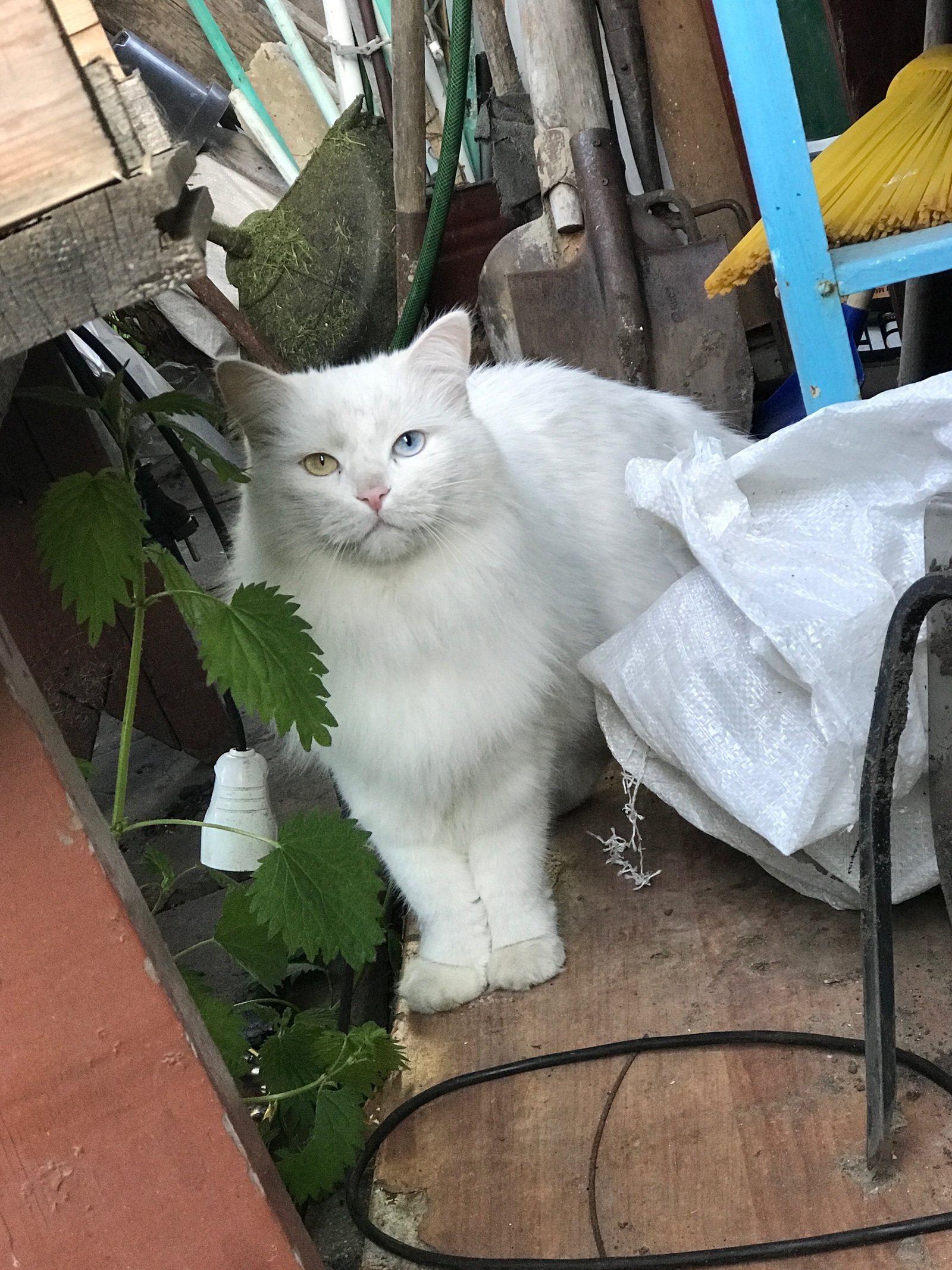 deaf albino - My, cat, Albino, Deaf, Heterochromia