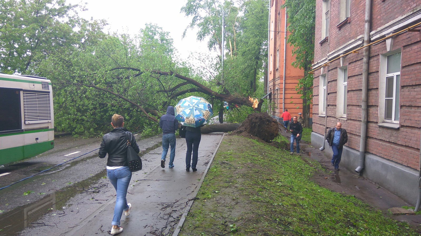 Тем временем в Москве..(Рябиновая улица,недалеко от Вест Плаза и Выхино). - Моё, Штормовое предупреждение, Дерево, Длиннопост