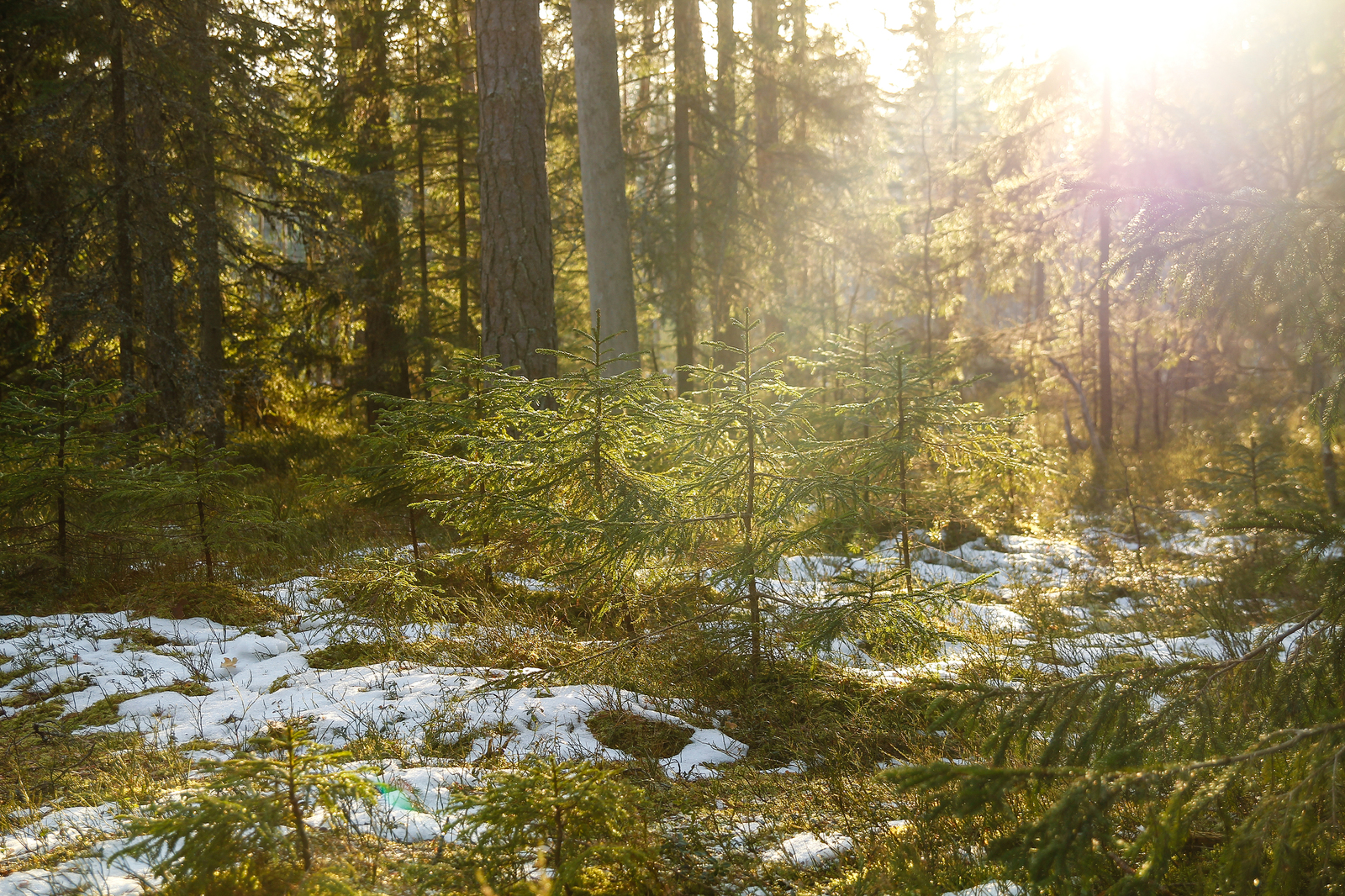 Estonia Viru Raba - My, , Canon, Estonia, Forest, The photo